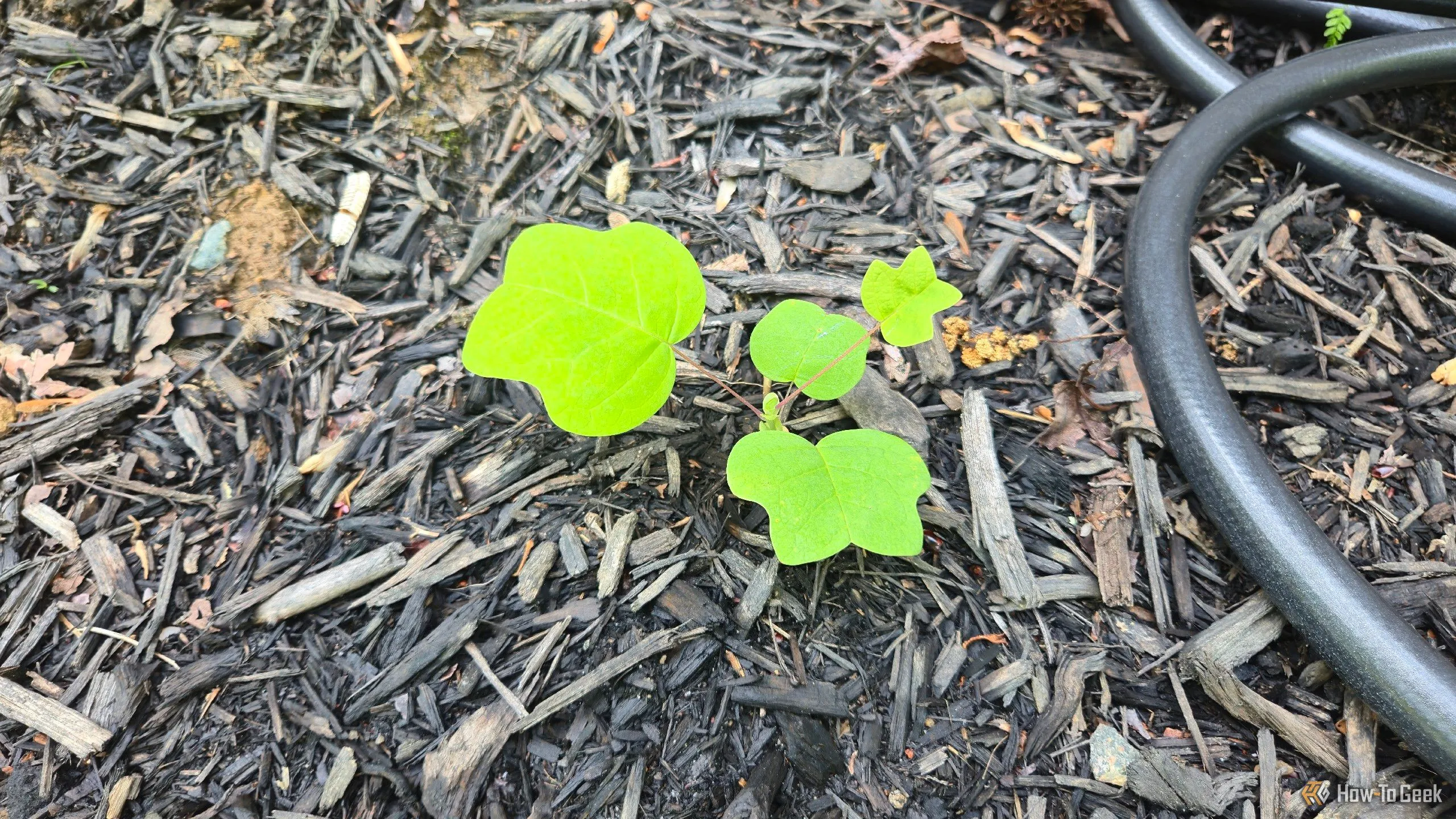 Cây con Bồ đề hoa chuông (Tulip Poplar) với những chiếc lá non, minh họa khả năng nhận diện cây non của ứng dụng