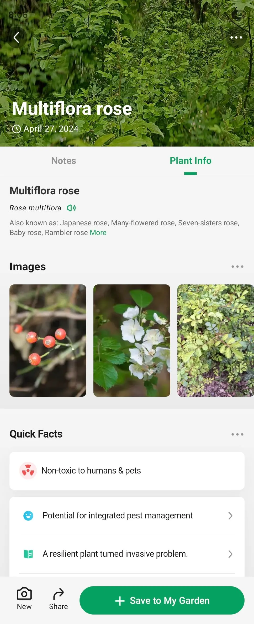 Hình ảnh cây tầm xuân nhiều hoa (Multiflora Rose) trong ứng dụng PictureThis trên Android