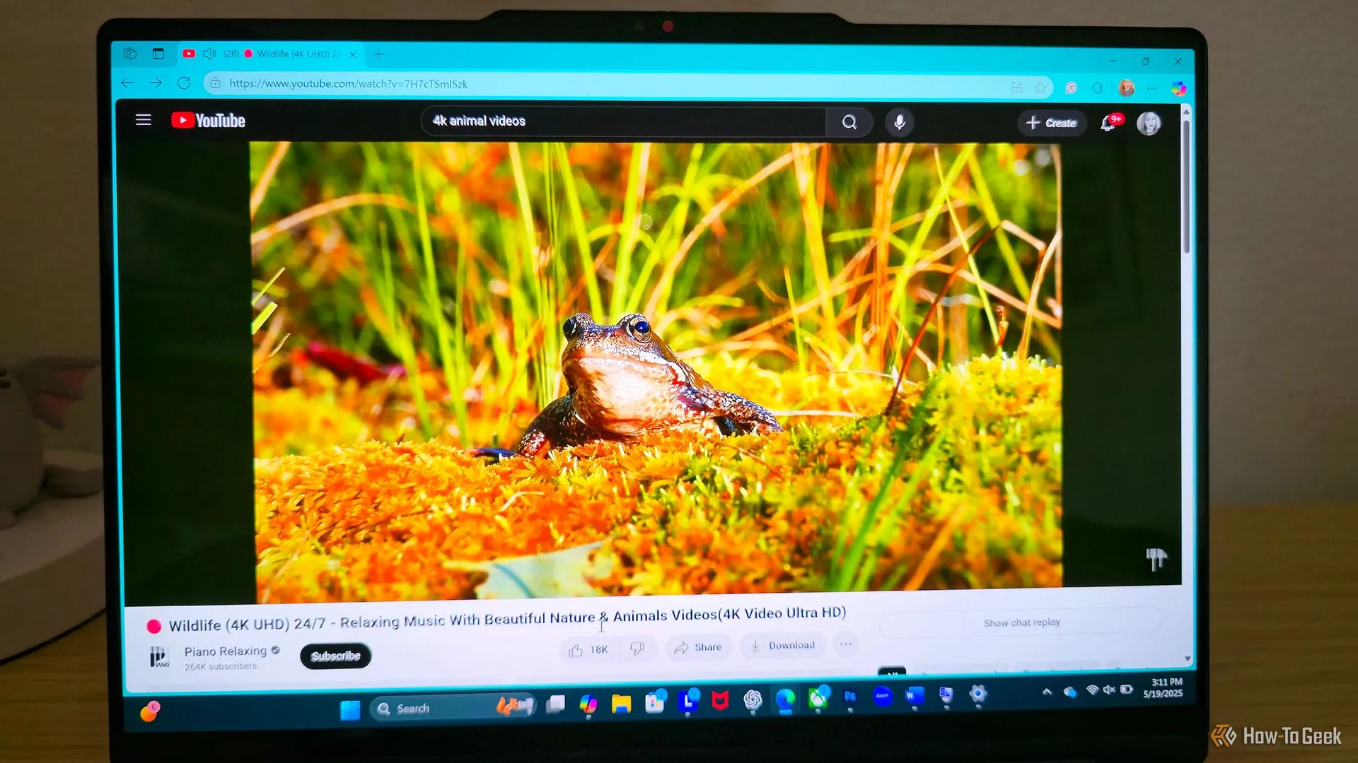Laptop Lenovo Yoga 9i 2-in-1 Gen 10 phát video 4K về ếch, cho thấy khả năng tái tạo màu sắc sống động của màn hình OLED.