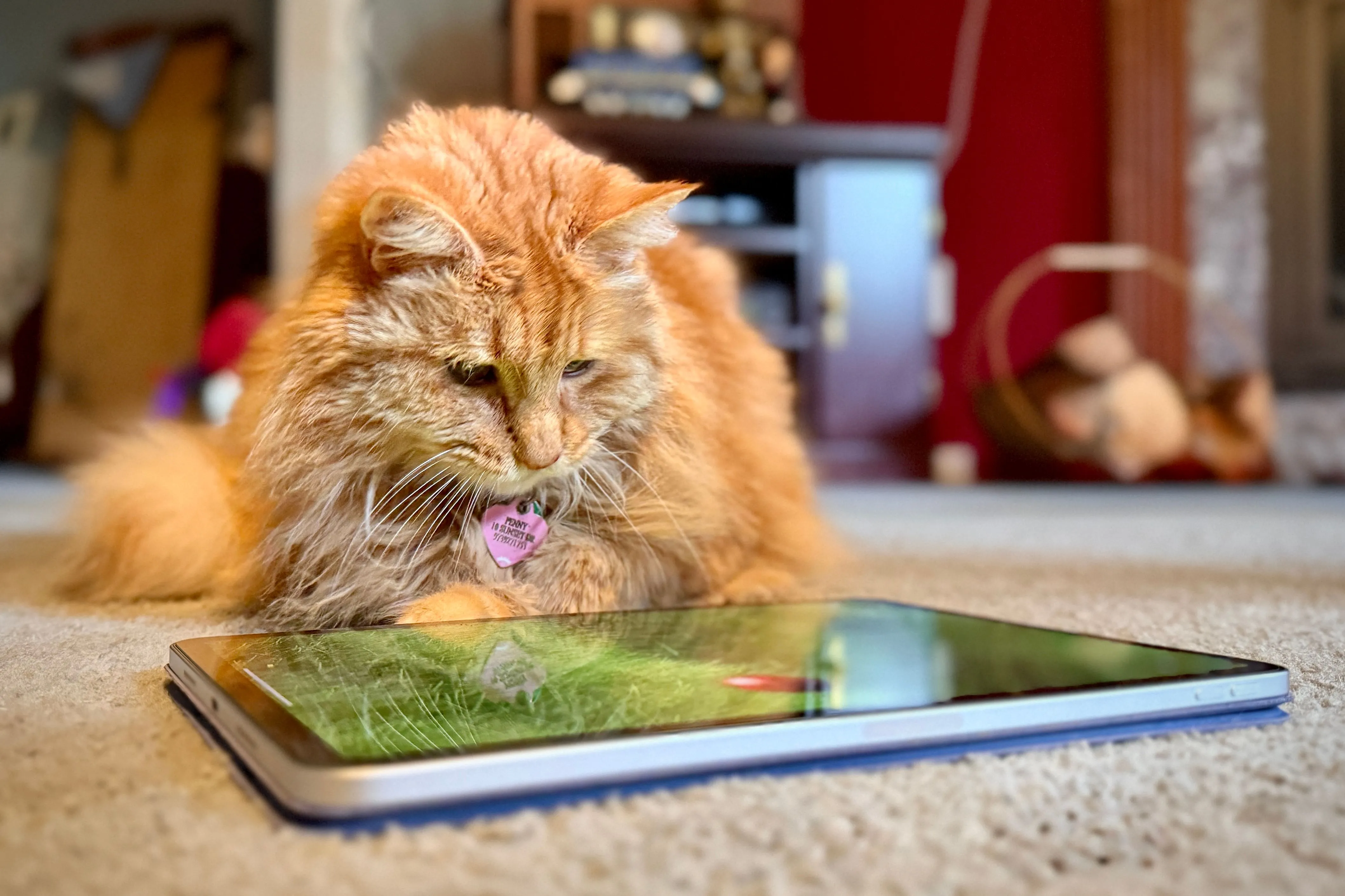 Mèo cam đang tập trung chơi game Cat Games trên iPad Pro, đuổi theo hình ảnh động.