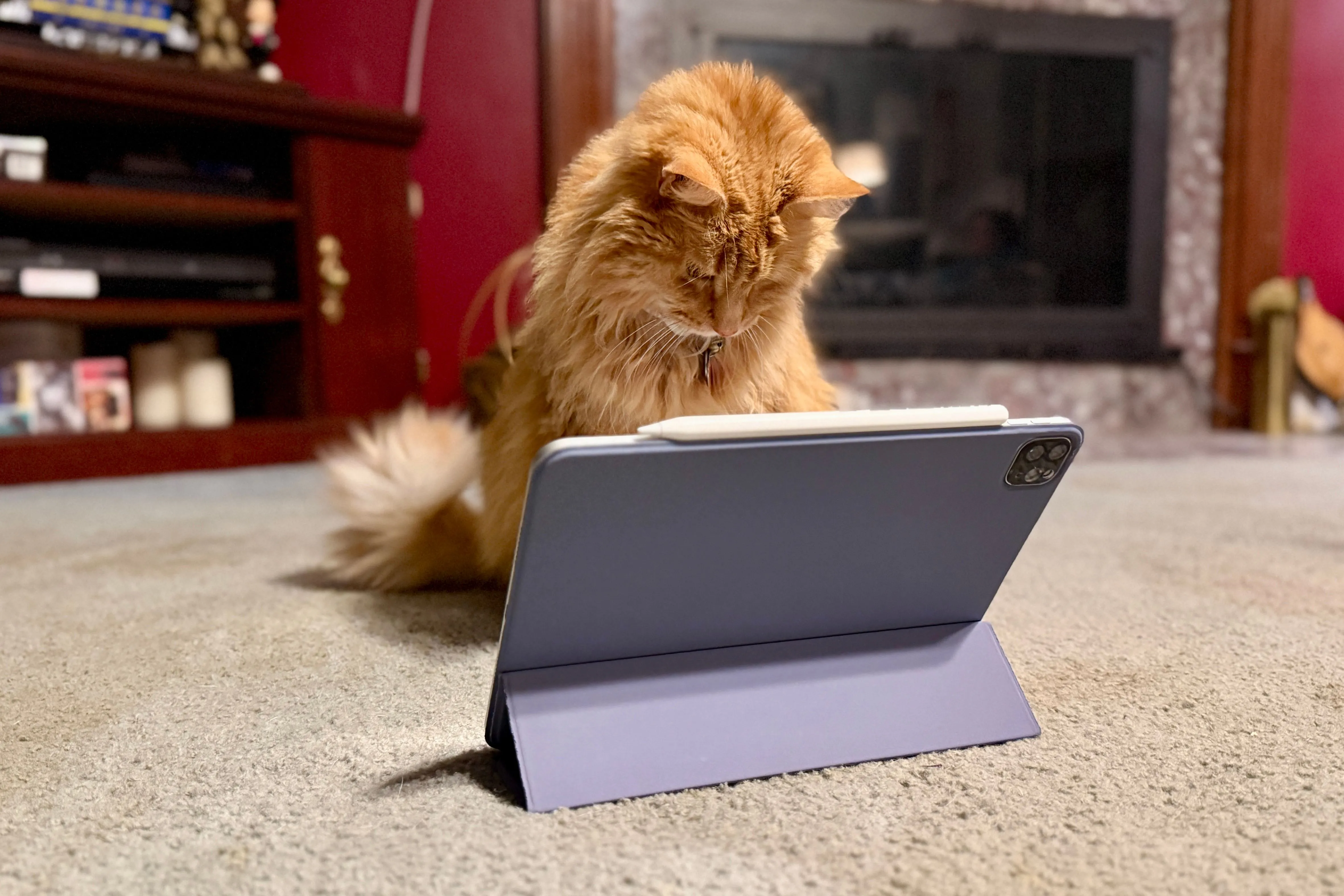 Mèo cam nhìn chăm chú vào iPad Pro, biểu hiện sự thích thú với ứng dụng giải trí.
