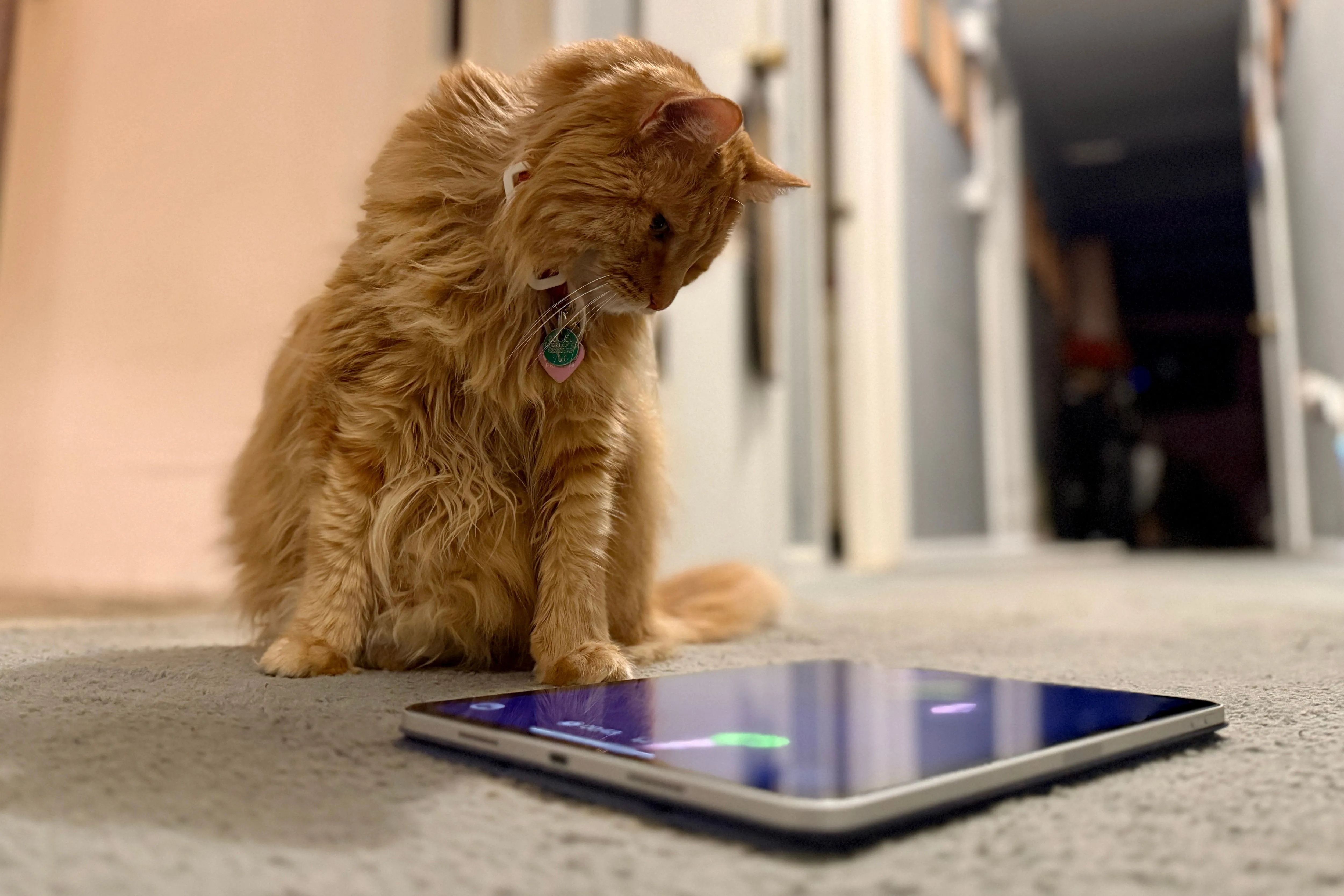 Mèo cam say sưa bắt cá trong ứng dụng Cat Fishing 2 trên iPad Pro.