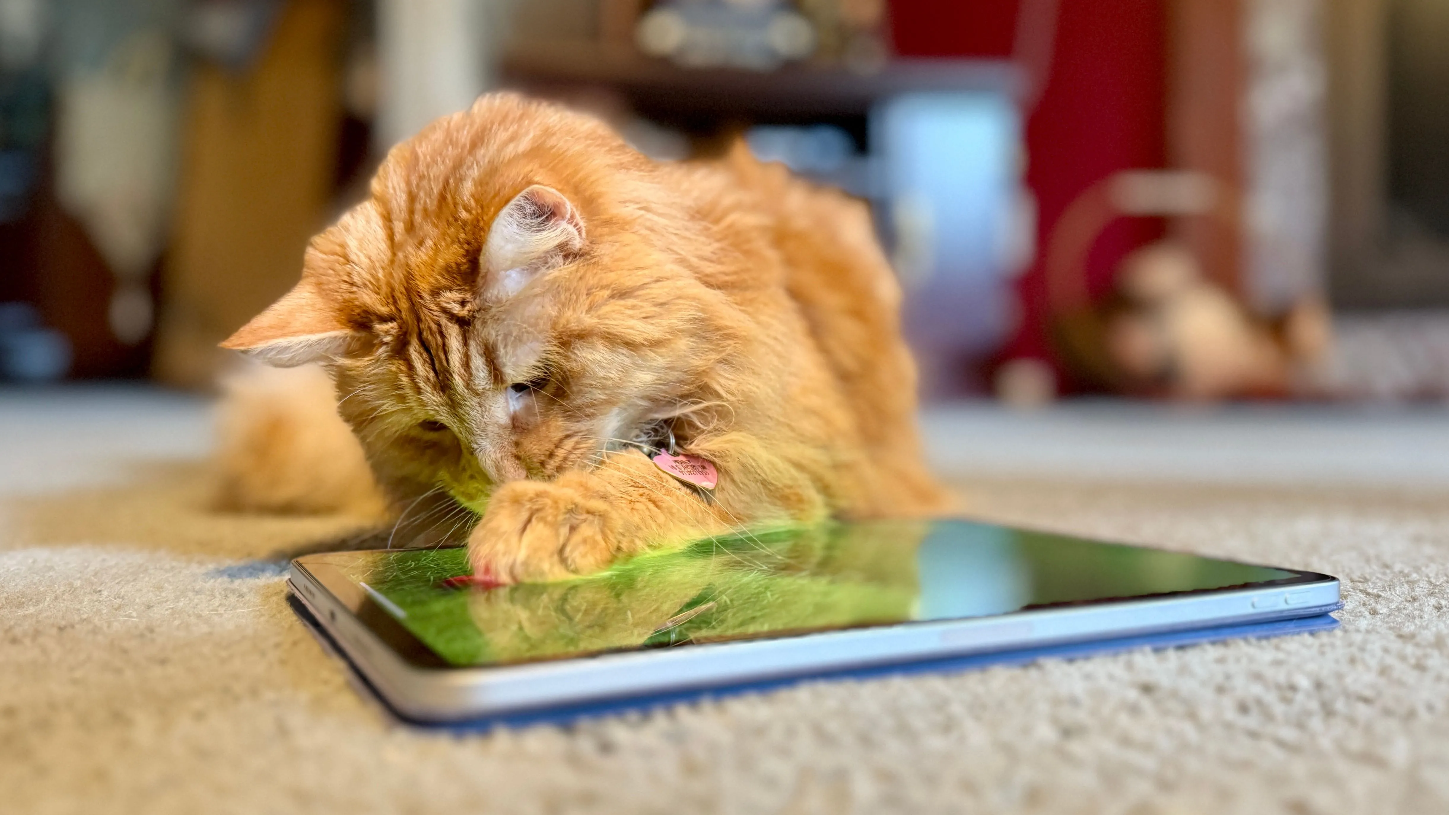Mèo lông vàng đang chơi một trò chơi trên iPad Pro, gợi ý giải pháp giải trí cho thú cưng