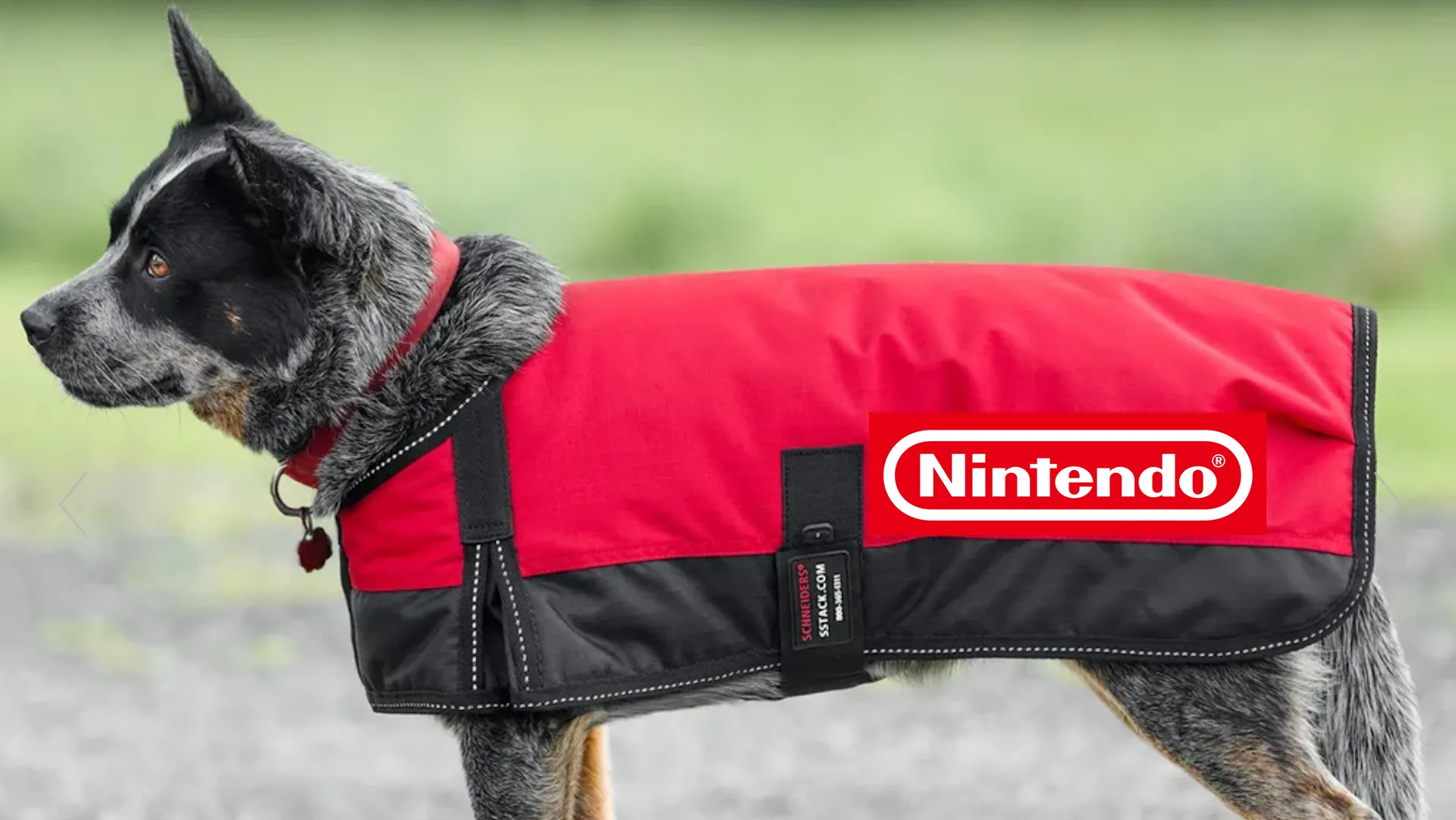 Một chú chó với áo khoác đỏ có logo Nintendo, minh họa ý tưởng phụ kiện thú cưng đời thực tích hợp game Nintendogs