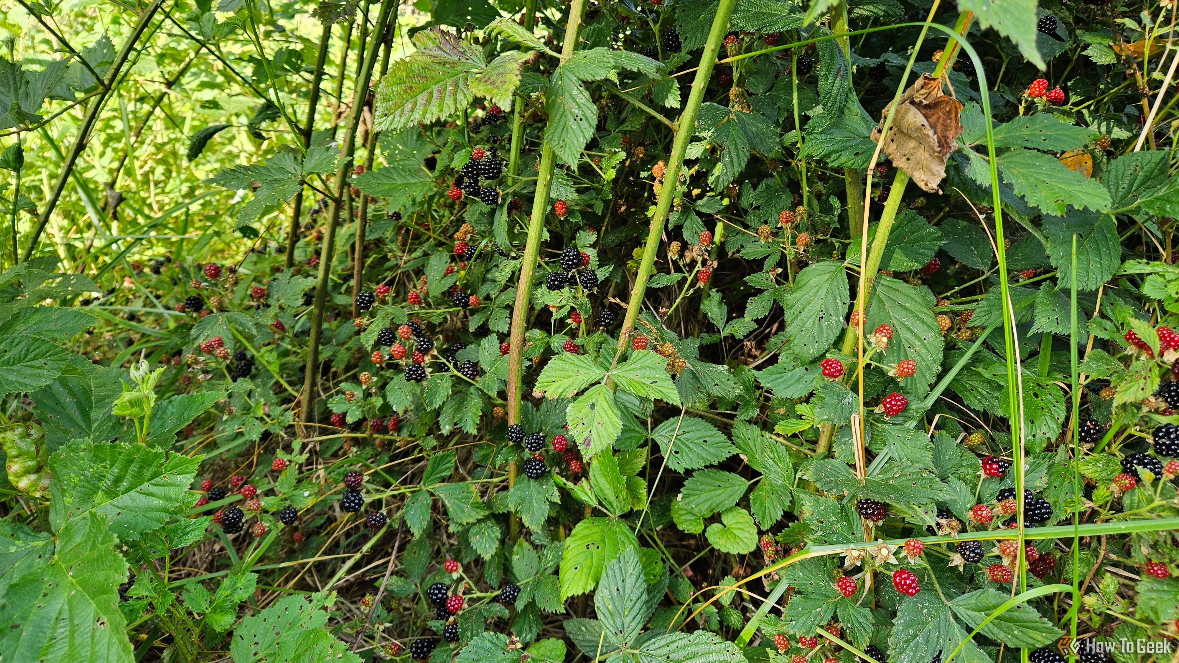 Những quả dâu rừng (berries) bản địa mọc hoang dã được tìm thấy, minh họa khám phá thực tế nhờ ứng dụng nhận diện cây.