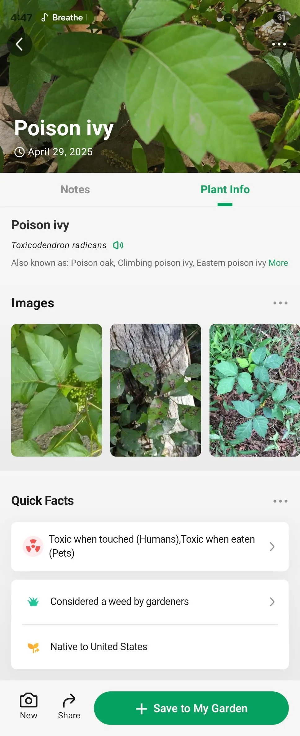 Thông tin chi tiết về cây thường xuân độc (poison ivy) hiển thị trên giao diện ứng dụng PictureThis, hỗ trợ người dùng nhận biết các loại cây nguy hiểm.