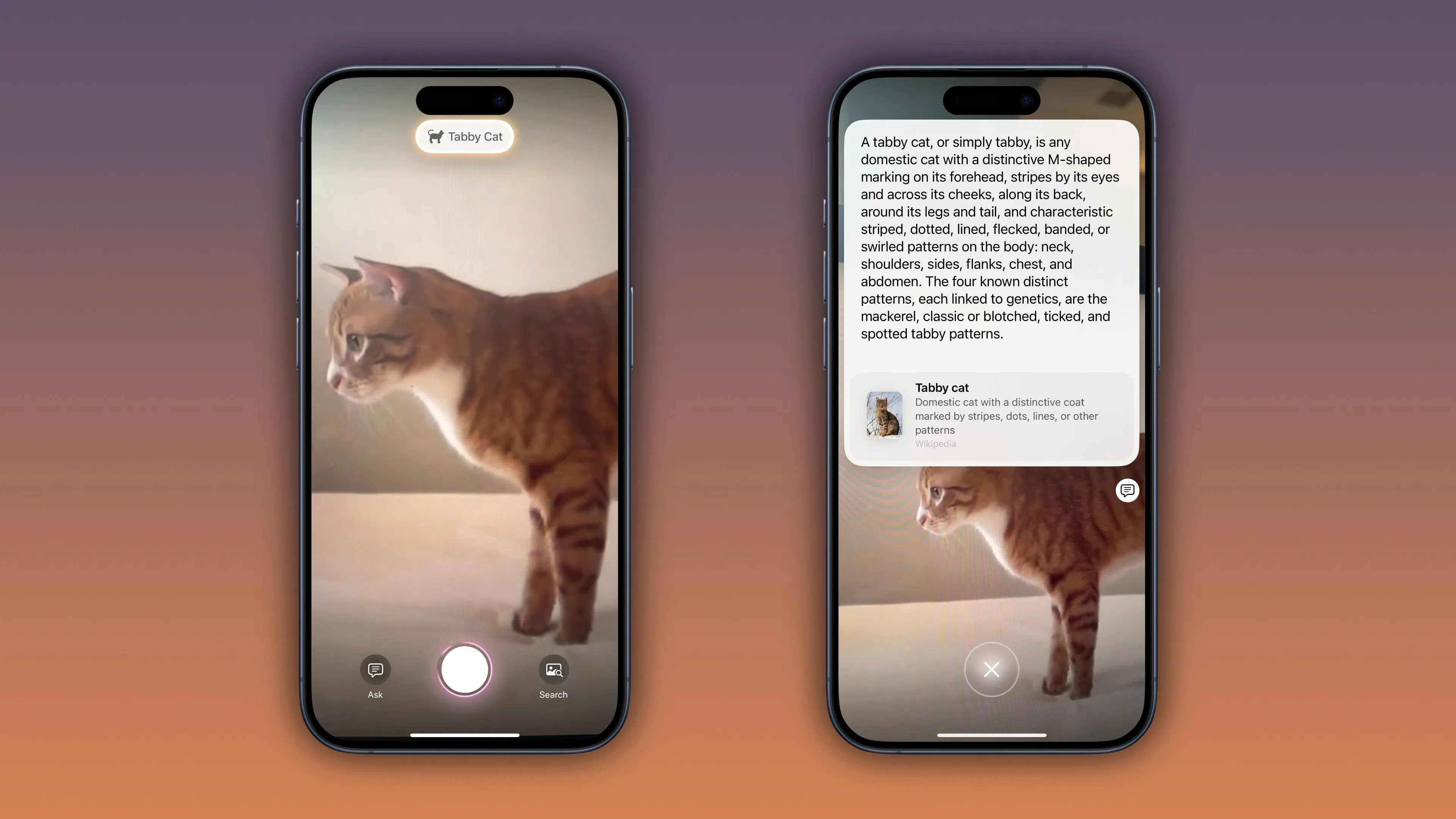 Tính năng nhận diện động vật của Visual Intelligence trên iOS 18.3 với ví dụ mèo